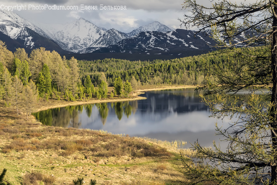 Plant, Tree, Abies, Fir, Nature