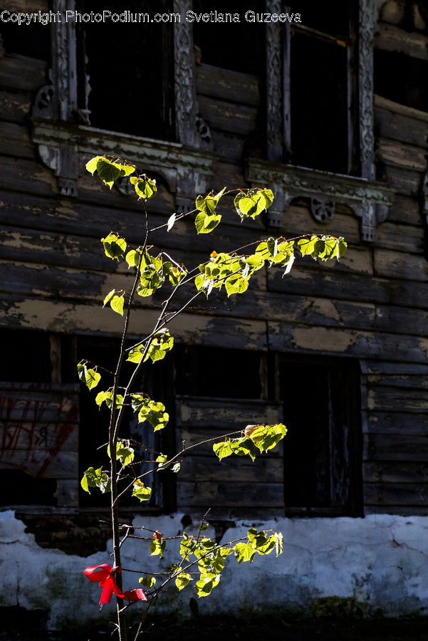 Building, Outdoors, Nature, Countryside, Plant