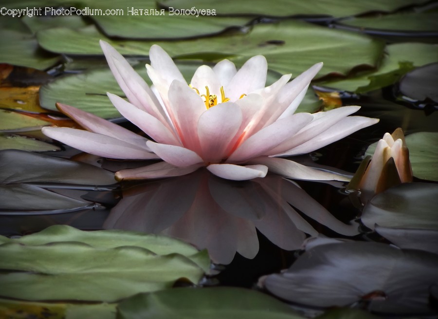 Plant, Blossom, Lily, Flower, Pond Lily