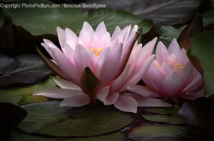 Blossom, Flower, Plant, Lily, Pond Lily