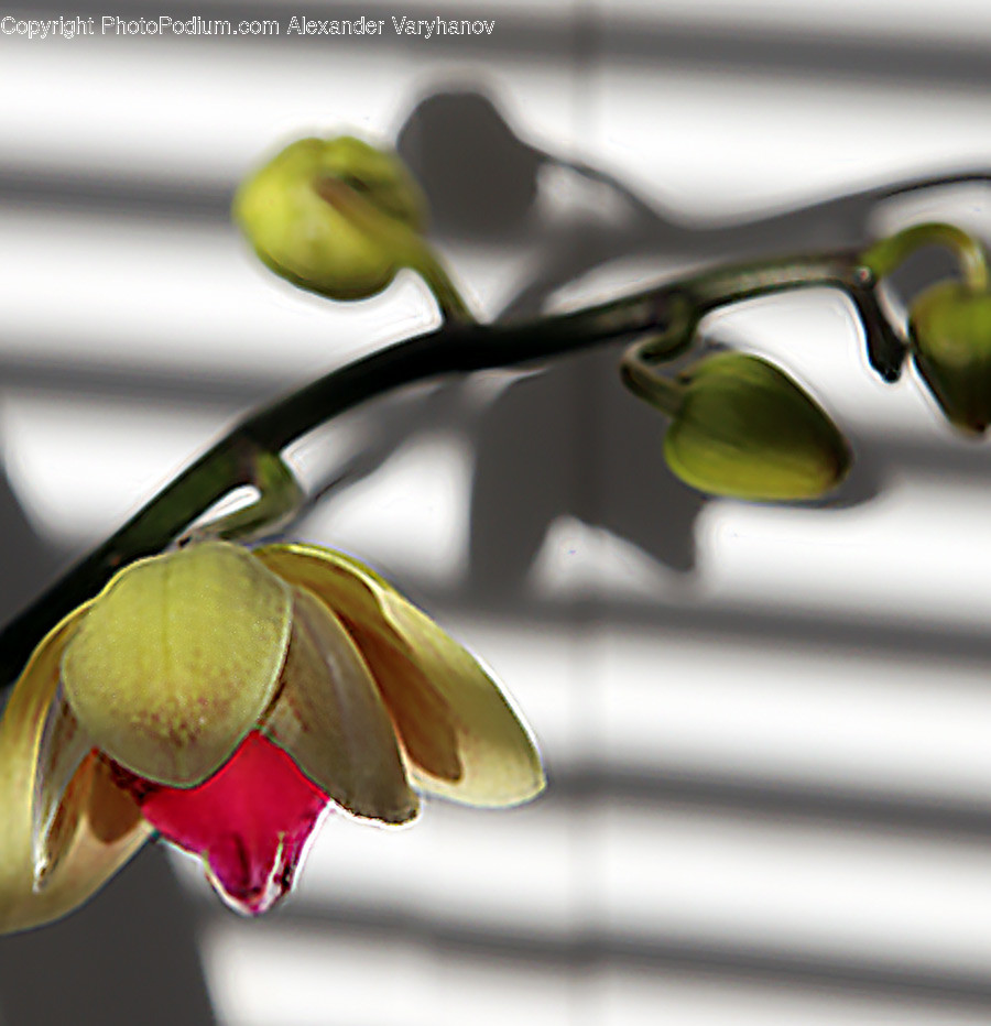 Plant, Blossom, Flower, Petal, Cutlery