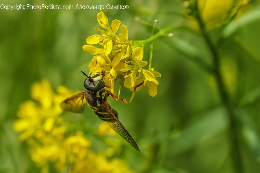 Animal, Andrena, Bee, Hornet, Wasp
