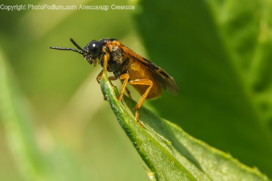 Bee, Invertebrate, Animal, Andrena, Wasp