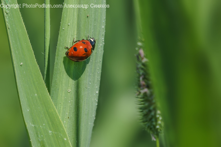 Insect, Animal, Invertebrate, Plant, Leaf