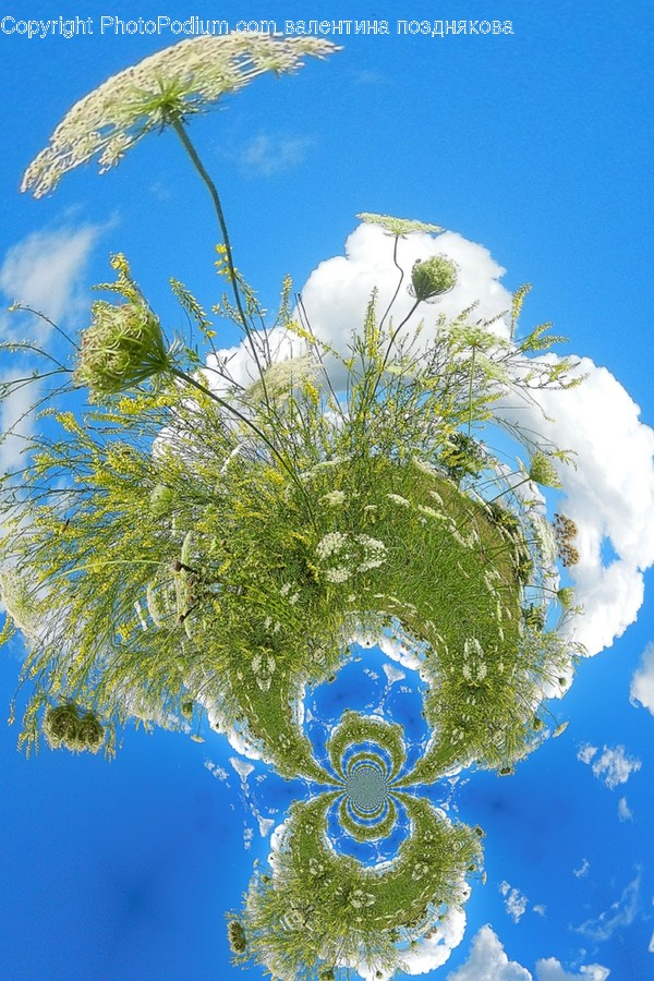 Outdoors, Land, Nature, Plant, Water