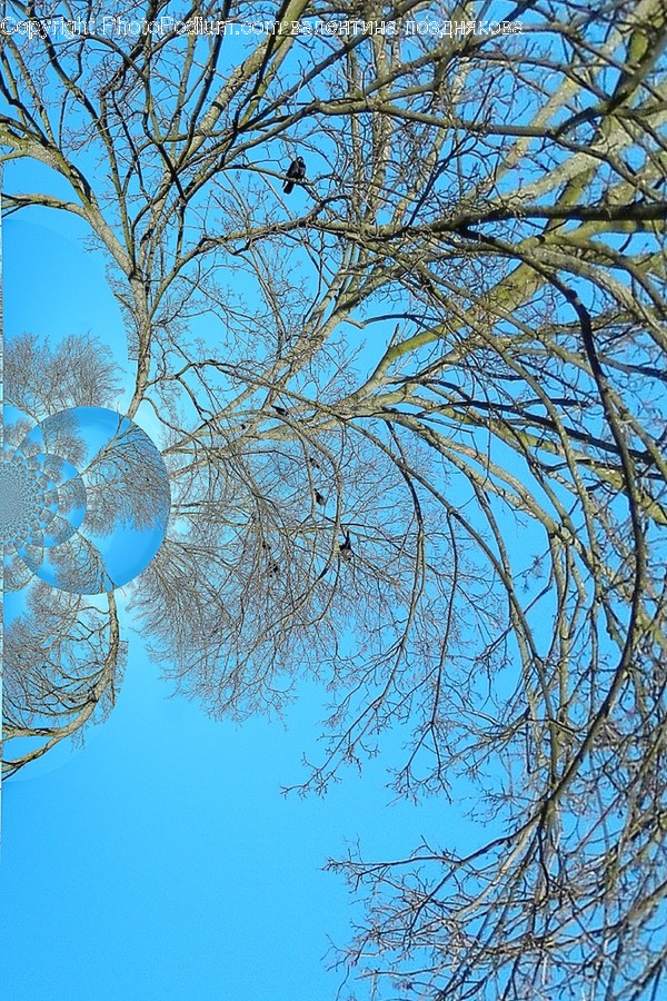 Tree, Plant, Animal, Bird, Sphere