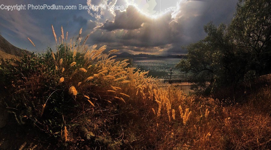 Plant, Grass, Lawn, Light, Flare