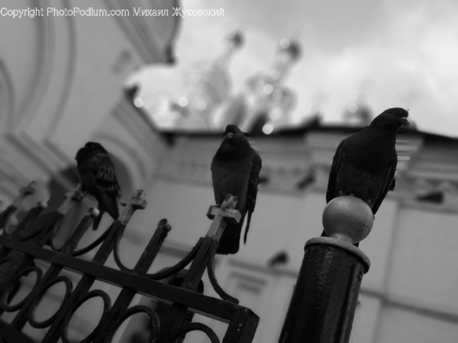 Animal, Bird, Pigeon, Railing, Dove