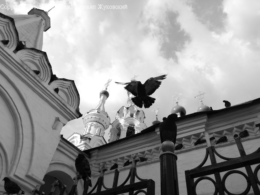 Railing, Animal, Bird, Building, Architecture