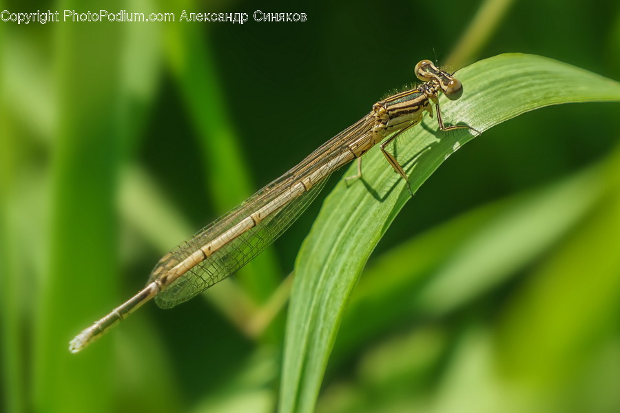 Animal, Insect, Invertebrate, Dragonfly, Anisoptera