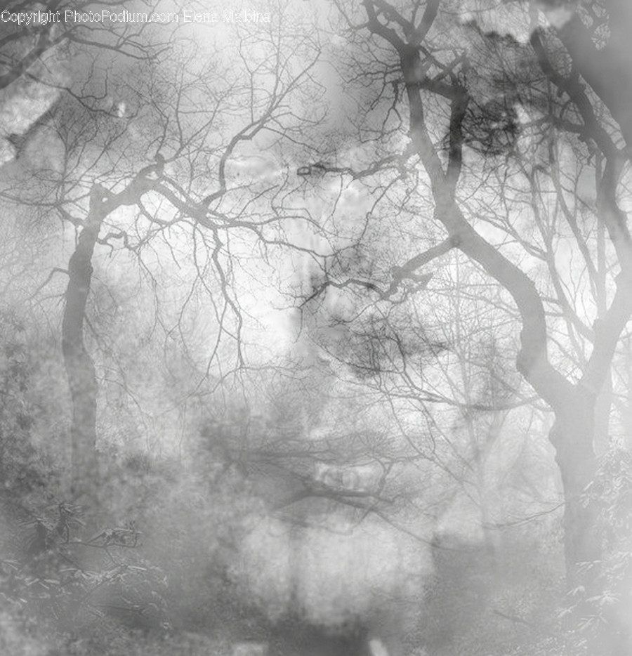 Nature, Weather, Outdoors, Fog, Mist