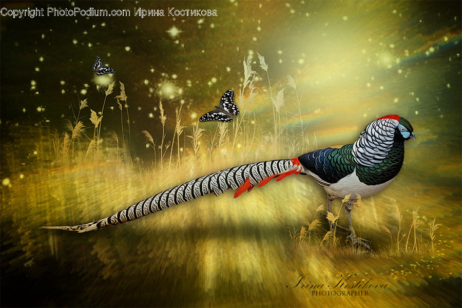 Animal, Bird, Pheasant