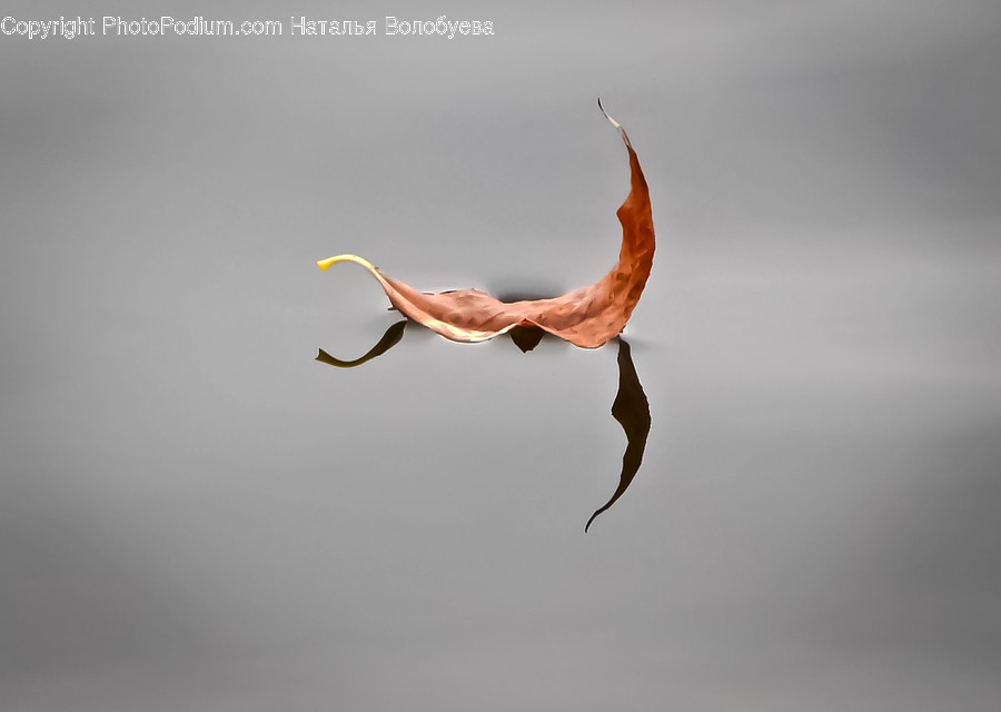 Bird, Animal, Plant, Leaf, Flamingo