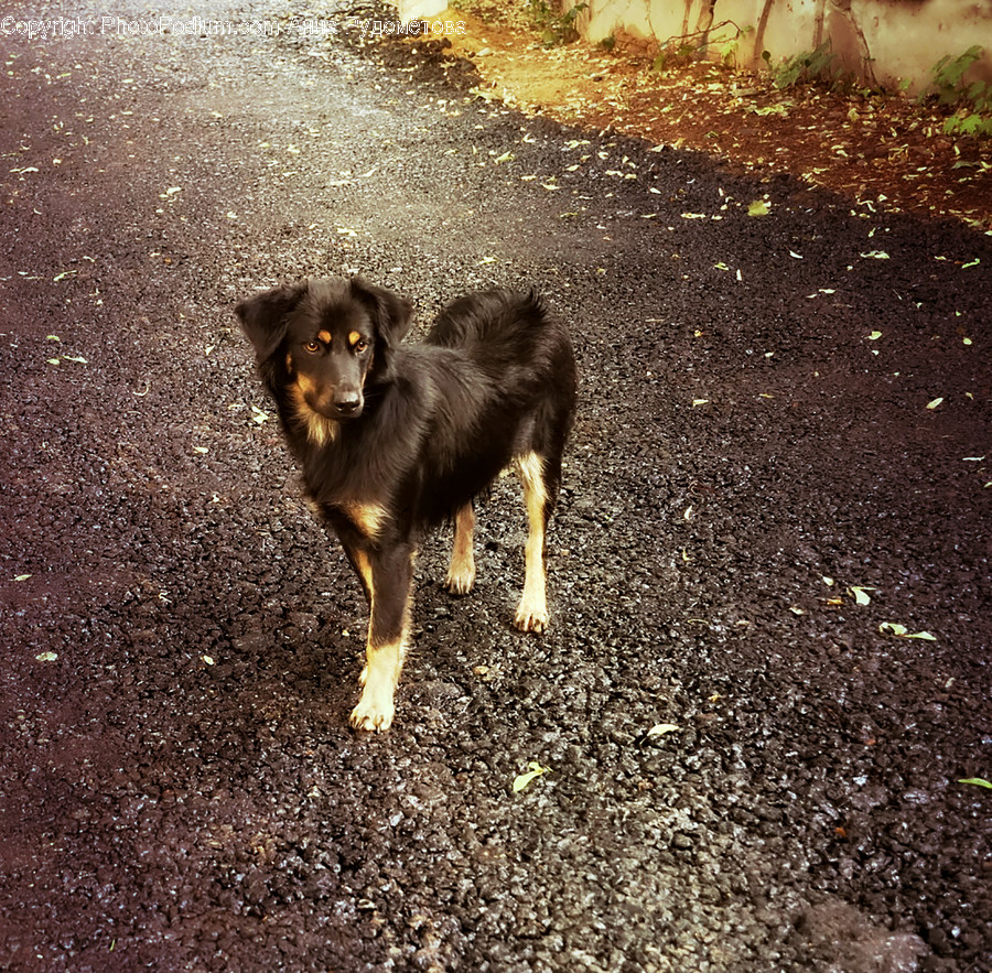 Tarmac, Asphalt, Ground, Canine, Pet