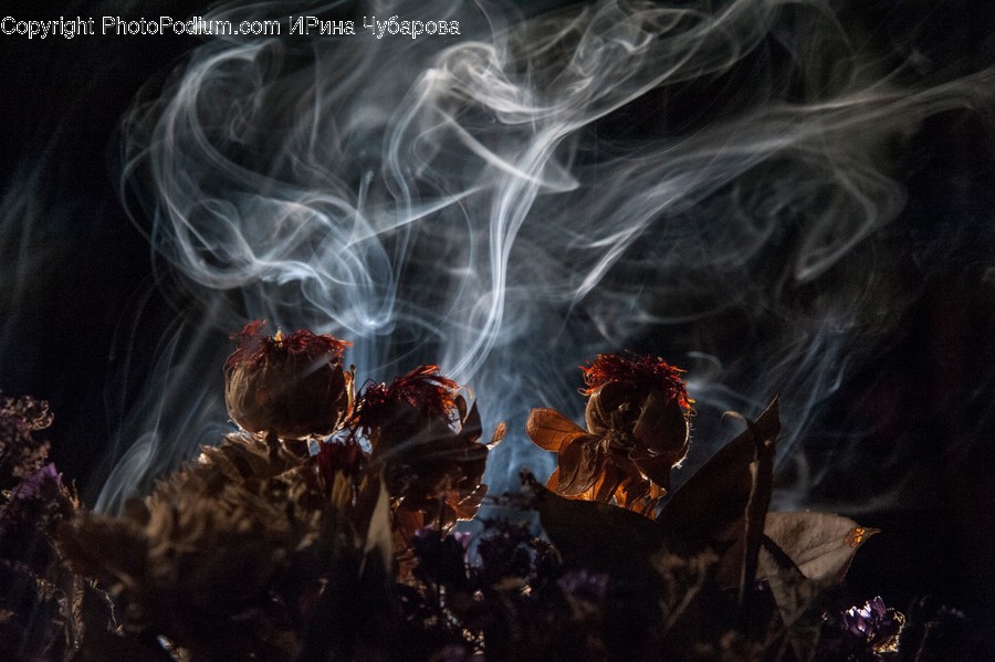 Smoke, Invertebrate, Animal, Insect, Bee