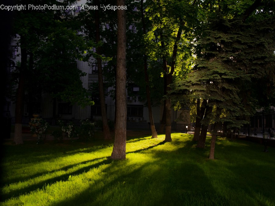 Grass, Plant, Tree, Lawn, Tree Trunk