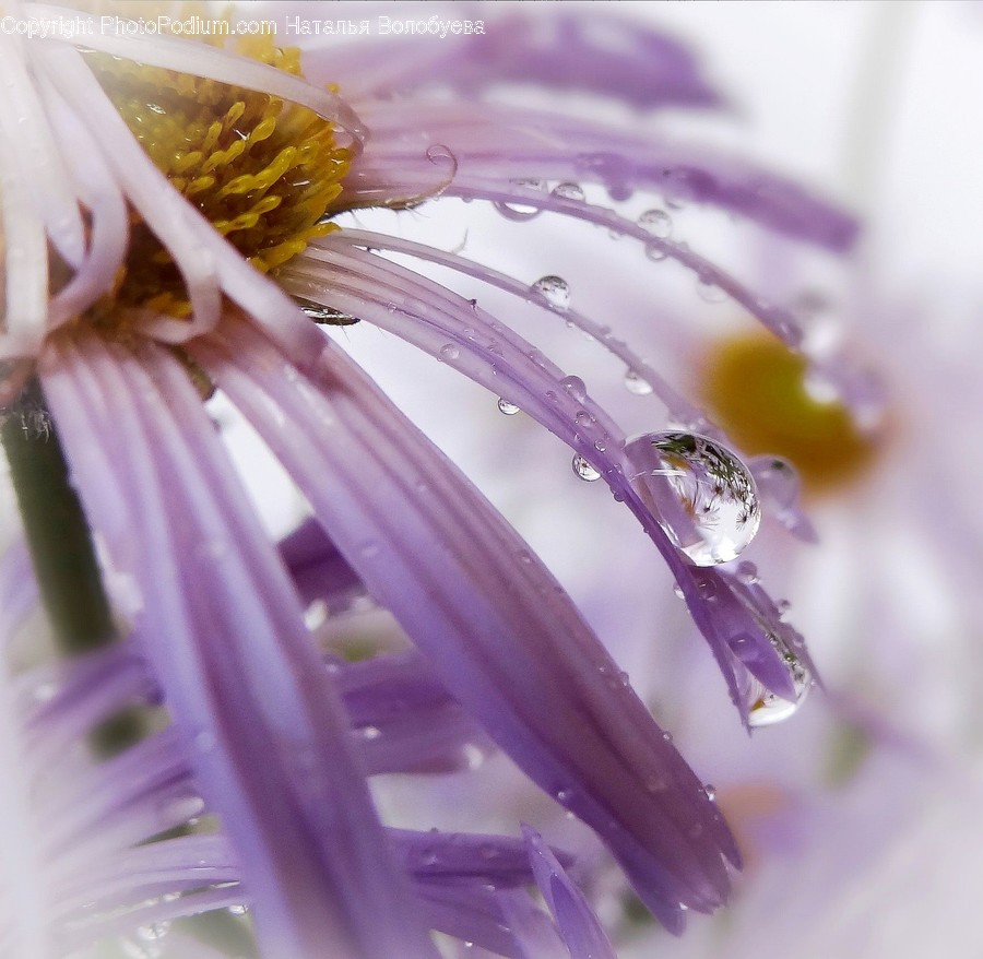 Plant, Pollen, Blossom, Flower, Cutlery