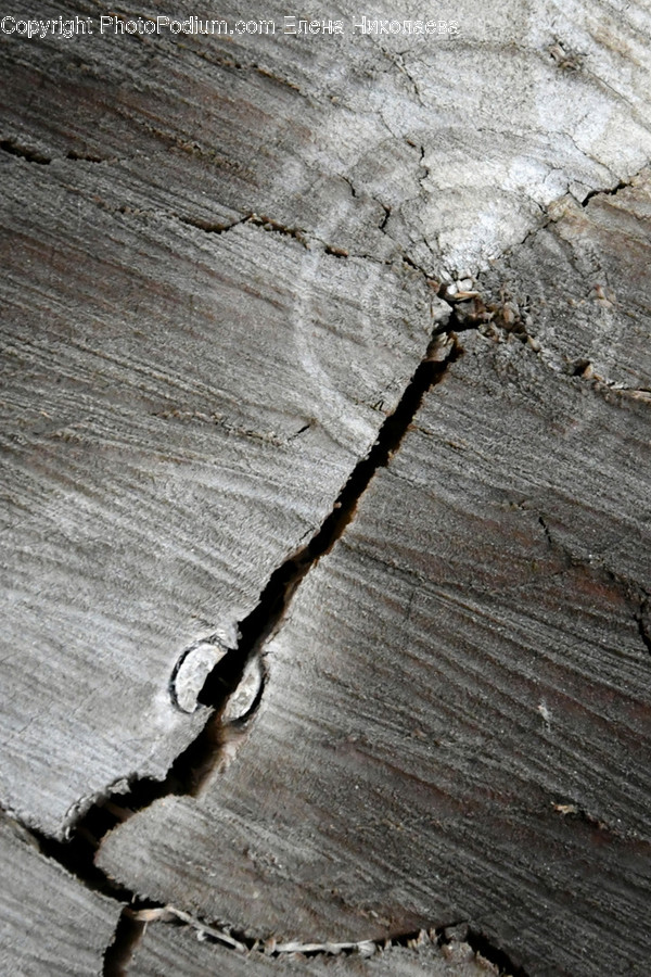 Wood, Animal, Reptile, Snake, Plywood