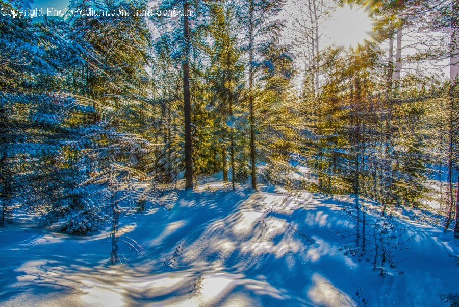 Tree, Plant, Fir, Abies, Outdoors