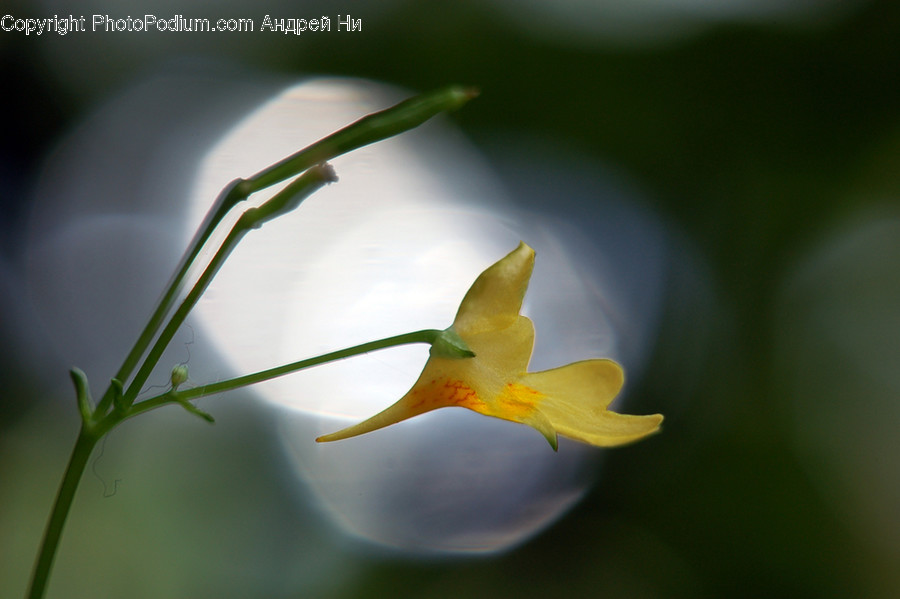 Plant, Blossom, Flower, Bird, Animal