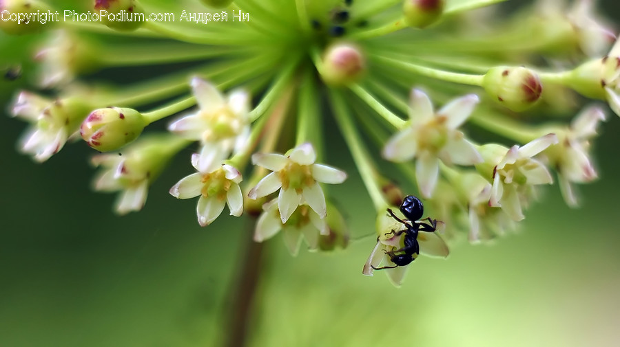 Plant, Bee, Honey Bee, Insect, Animal