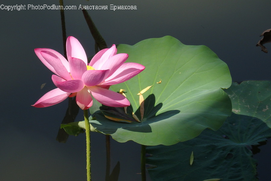Plant, Flower, Blossom, Lily, Pond Lily