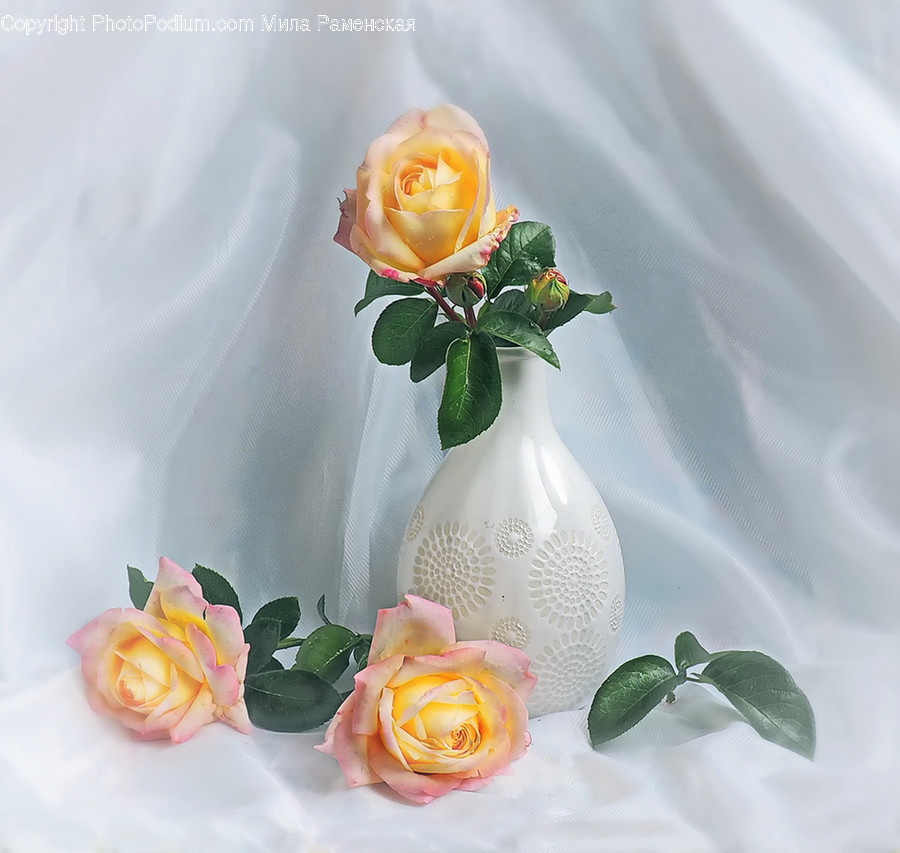 Plant, Flower, Blossom, Rose, Pottery
