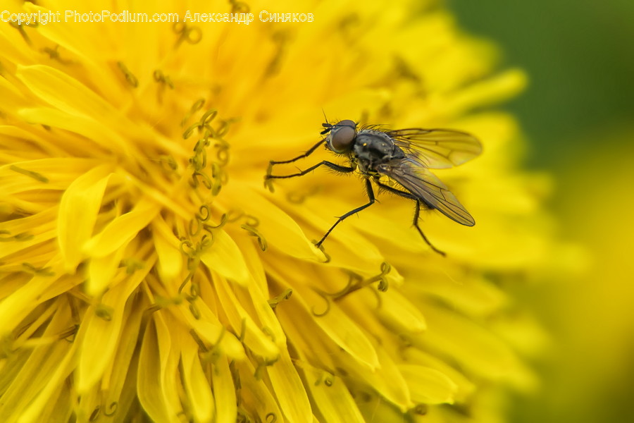 Plant, Pollen, Insect, Honey Bee, Animal