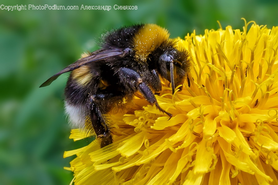 Honey Bee, Insect, Invertebrate, Animal, Bee