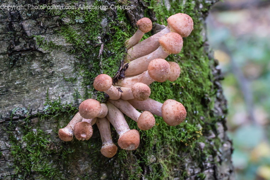Plant, Fungus, Agaric, Amanita, Mushroom