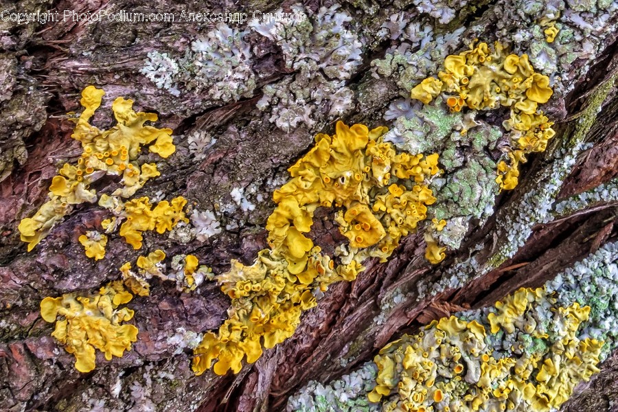 Plant, Fungus, Mushroom, Agaric, Insect