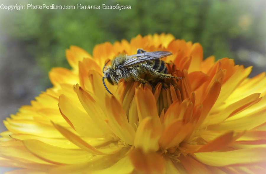 Invertebrate, Honey Bee, Insect, Animal, Bee