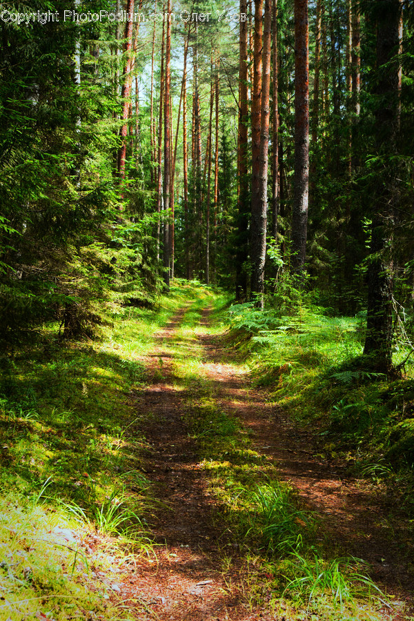 Ground, Path, Trail, Tree, Plant