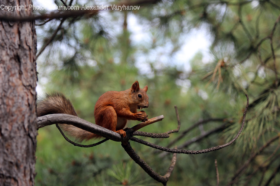 Animal, Mammal, Rodent, Squirrel, Tree