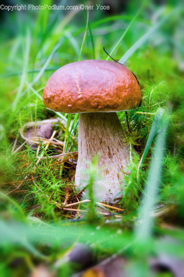 Plant, Fungus, Amanita, Agaric, Mushroom