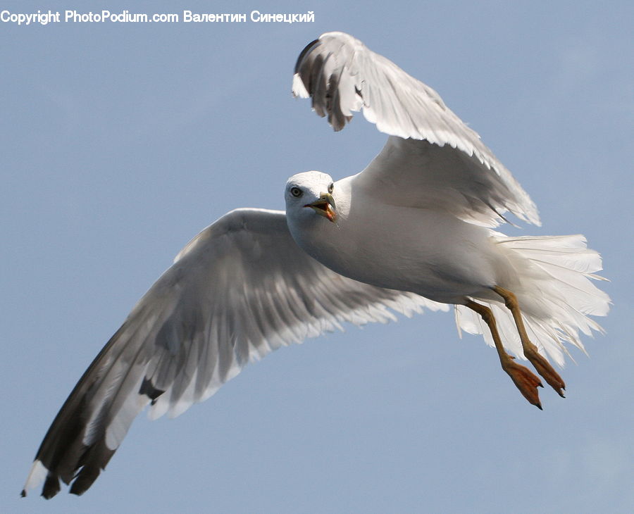 Bird, Seagull, Ardeidae, Head, Portrait, Beak, Dove