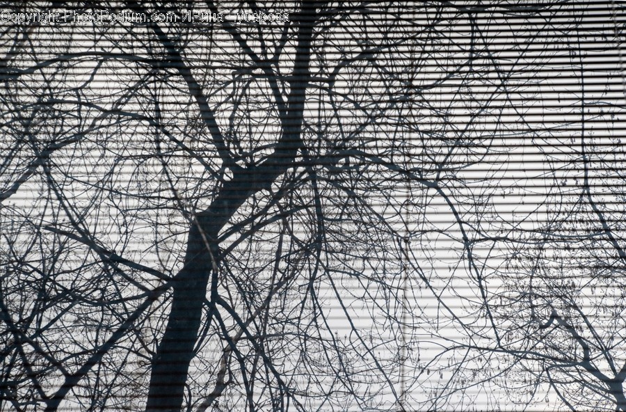 Tree, Plant