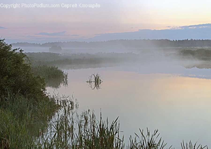 Nature, Outdoors, Water, Grass, Plant