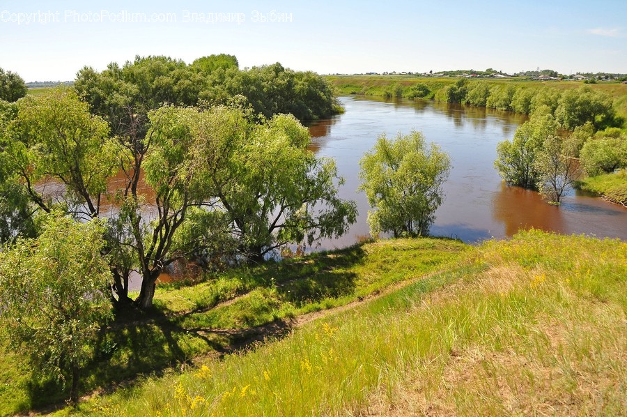 Nature, Outdoors, Plant, Tree, Water