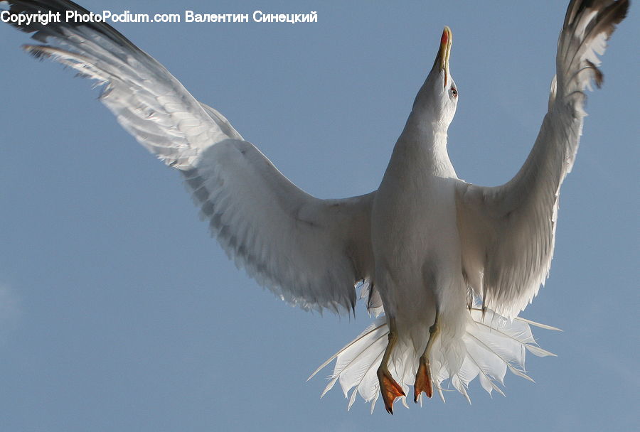 Bird, Seagull, Crane Bird, Heron, Beak, Art, Sculpture