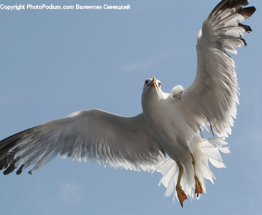 Bird, Seagull, Crane Bird, Heron, Head, Portrait, Beak