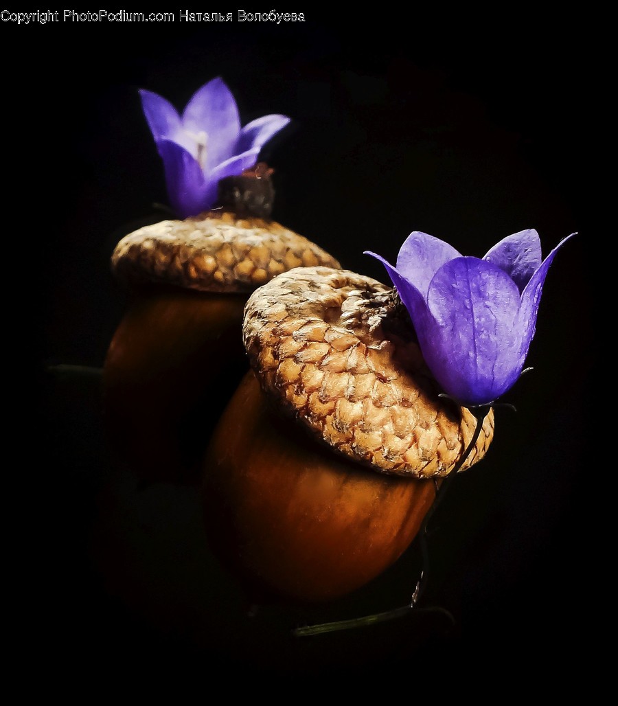 Plant, Food, Vegetable, Produce, Grain