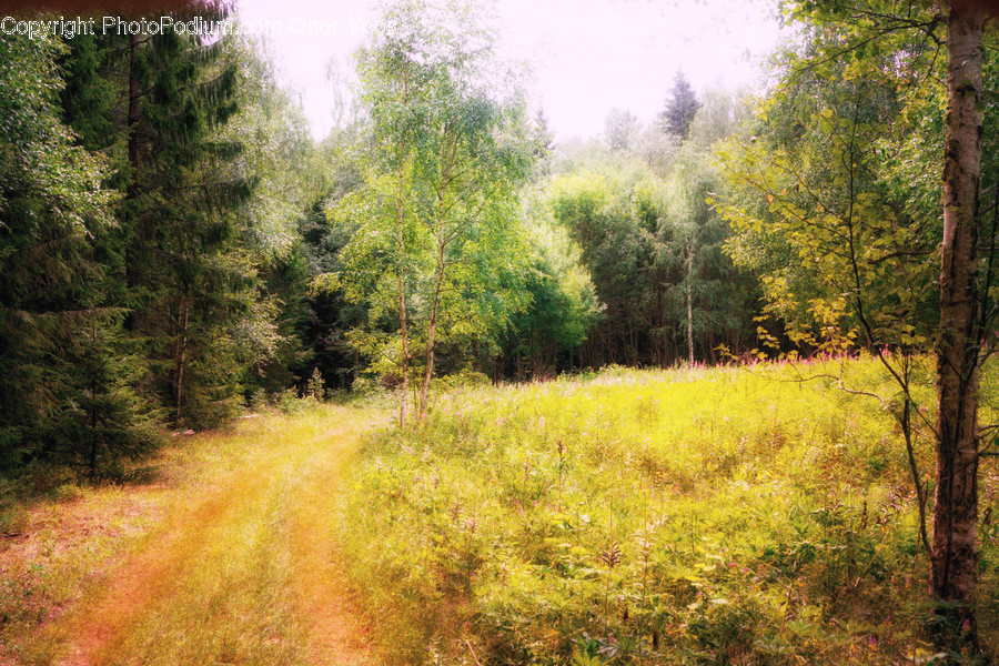 Outdoors, Field, Grassland, Nature, Countryside