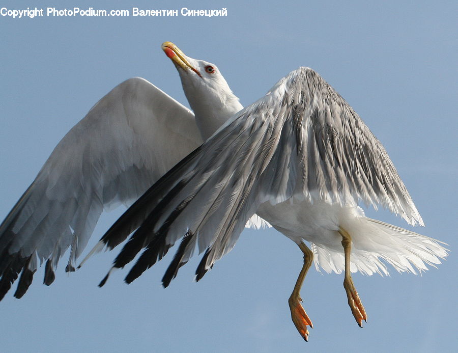 Bird, Crane Bird, Heron, Seagull, Beak, Head, Portrait