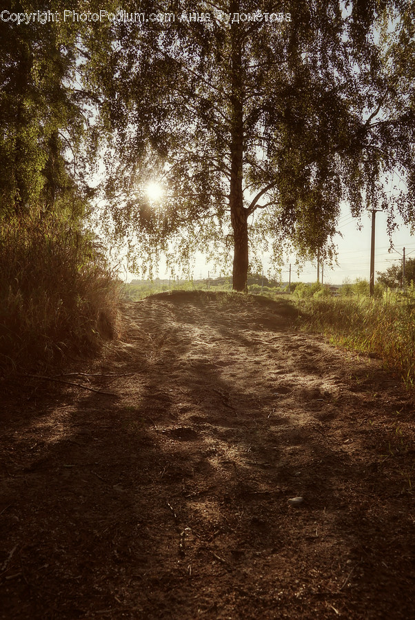 Light, Flare, Ground, Plant, Tree