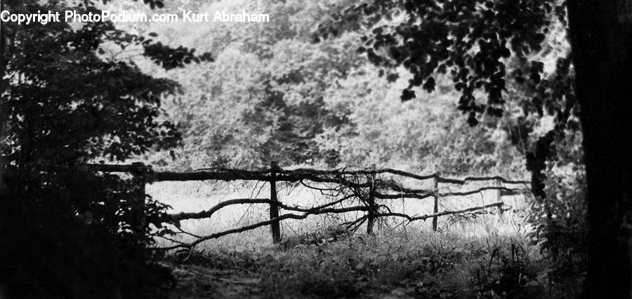 Forest, Vegetation, Plant, Tree, Oak, Wood, Grove