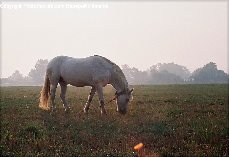 Animal, Colt Horse, Foal, Horse, Mammal, Deer, Elk