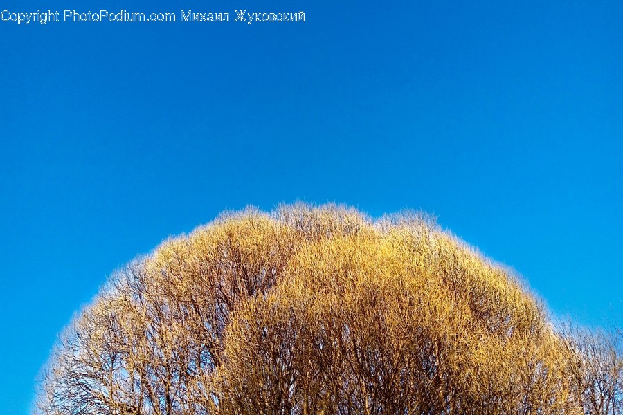 Plant, Tree, Outdoors, Nature