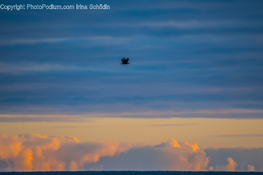 Nature, Outdoors, Animal, Flying, Bird