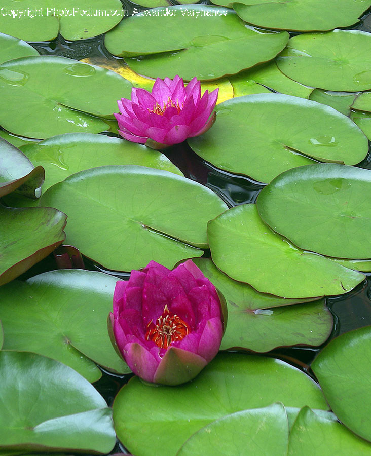 Plant, Flower, Blossom, Lily, Pond Lily